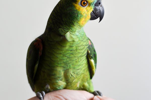 Aves
