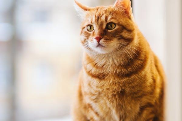 Productos para gatos
