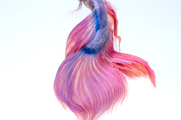 Peces y acuarios
