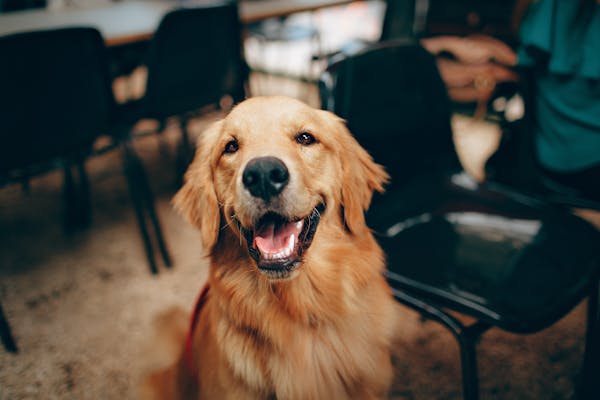 Productos para perros