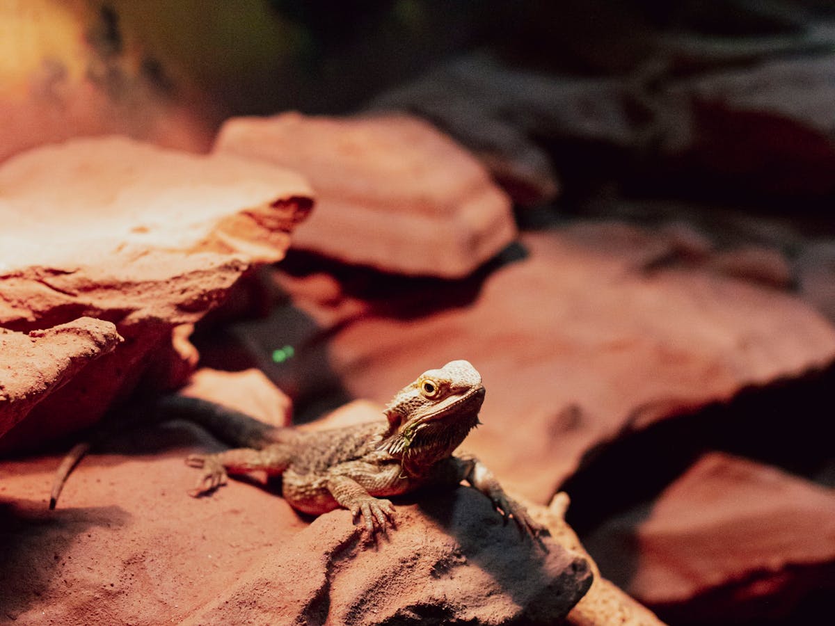 Reptiles